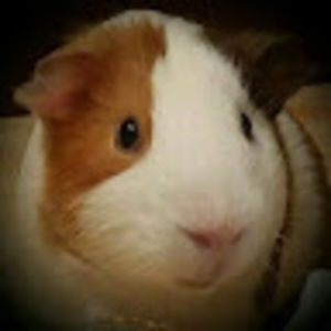 Meet your Posher, Robin